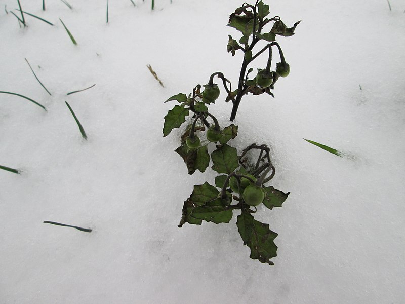 File:20171210Solanum nigrum1.jpg