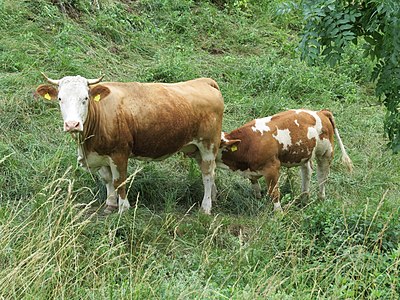 Säugendes Kalb mit Mutterkuh in Frankenfels