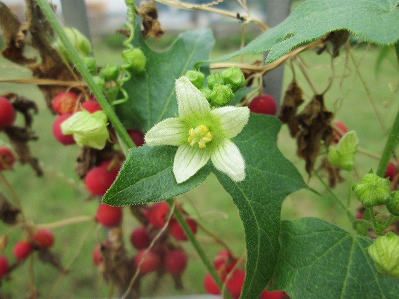 File:20180827Bryonia dioica2.jpg