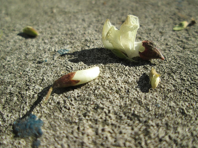 File:20190512Robinia pseudoacacia7.jpg