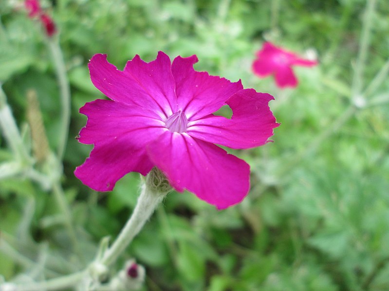 File:20200613Lychnis coronaria3.jpg