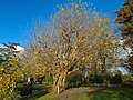 20211122 Pterocarya fraxinifolia Wlilhelminpark Sneek.jpg