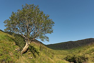 <span class="mw-page-title-main">Survivor Tree (Scotland)</span> Tree in Scotland