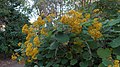 210205 146 San Diego Botanic Gdn - Roldana petasitis Velvet Groundsel.jpg