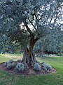 28 древних олив.jpg