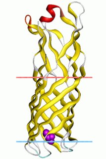 Outer membrane protein W family Science