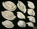 Foraminíferos da illa Pag, no mar Adriático -60 m. Largura de campo = 5,5 mm.