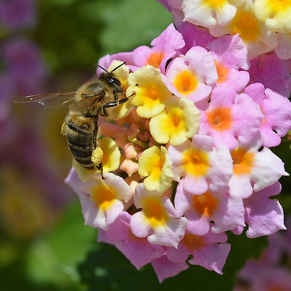 File:4Honey-Bee.jpg