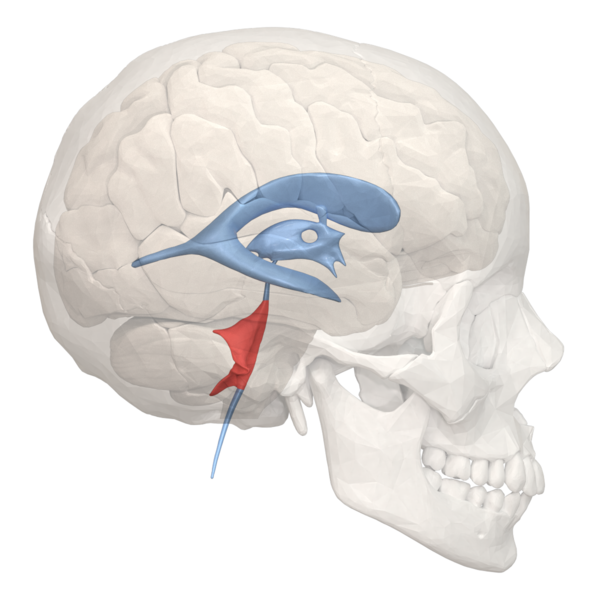 File:4th ventricle - 02.png