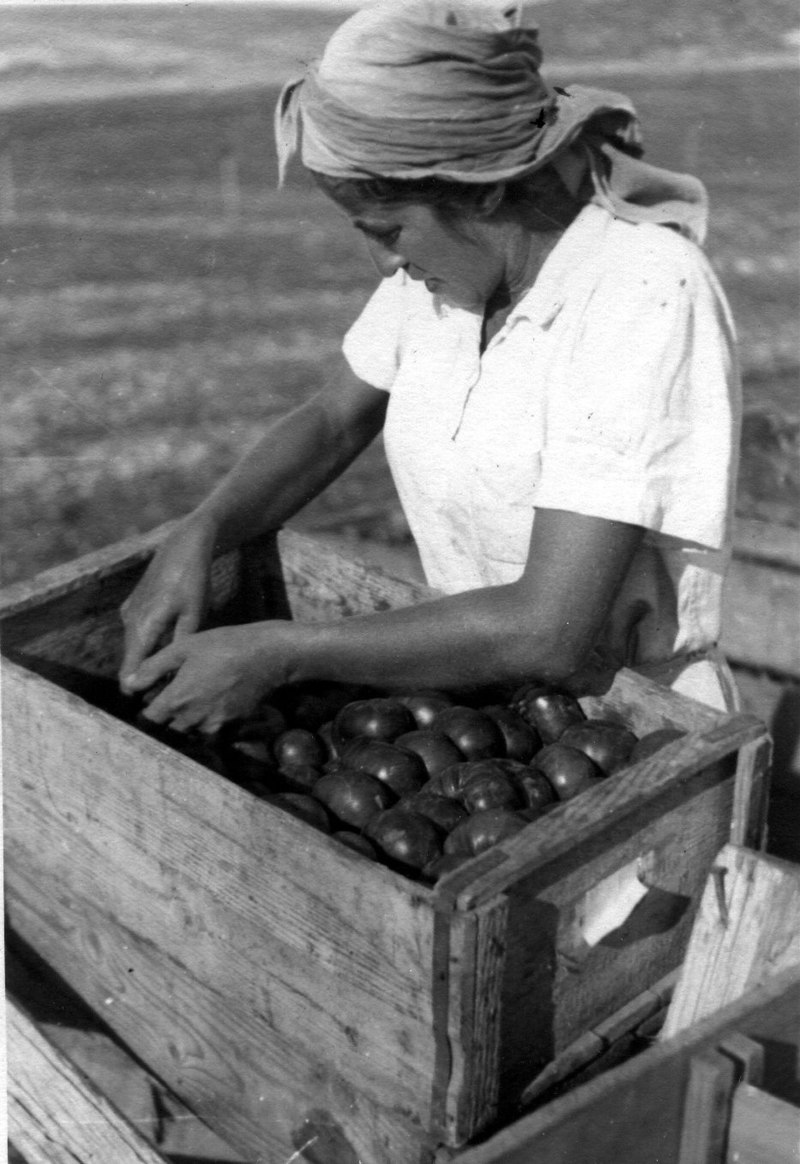 חנה ינאי עובדת בגו ירק