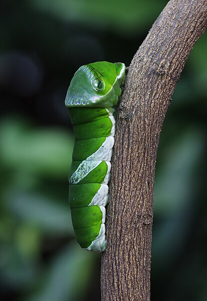 File:A Larva of Papilio memnon 09sai.jpg