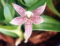 Prosthechea garciana flower