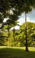 A green walk, Barbados (6873972542).jpg