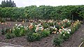 Abbaye de Saint-Pierre de Bourgueil gardens.jpg