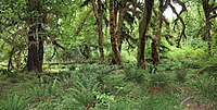 Arces de hoja ancha en la selva tropical de Hoh