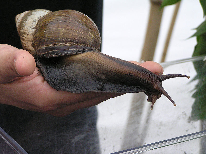 File:Achatina5.jpg