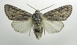 Acronicta aceris – Specimen