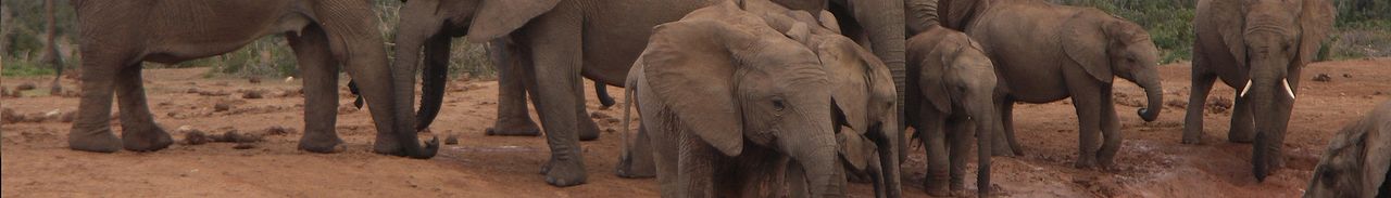 Addo Elephant Park banner 1.jpg