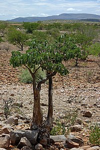 Adenium boehmianum