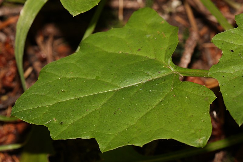 File:Adenocaulon bicolor 3251.JPG