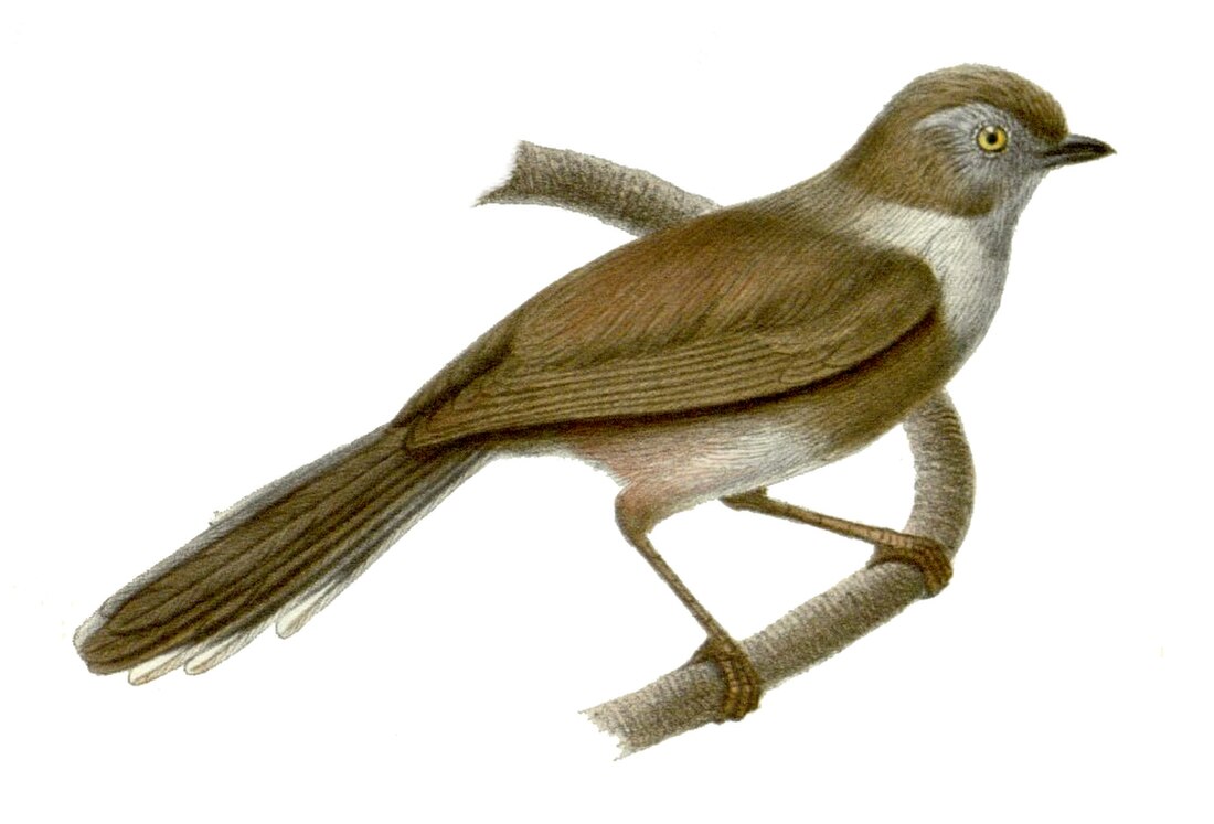 Aegithalos fuliginosus