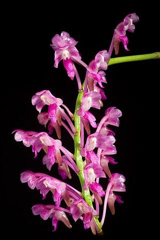 <i>Aerides leeana</i> Species of orchid