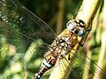 detail of young male