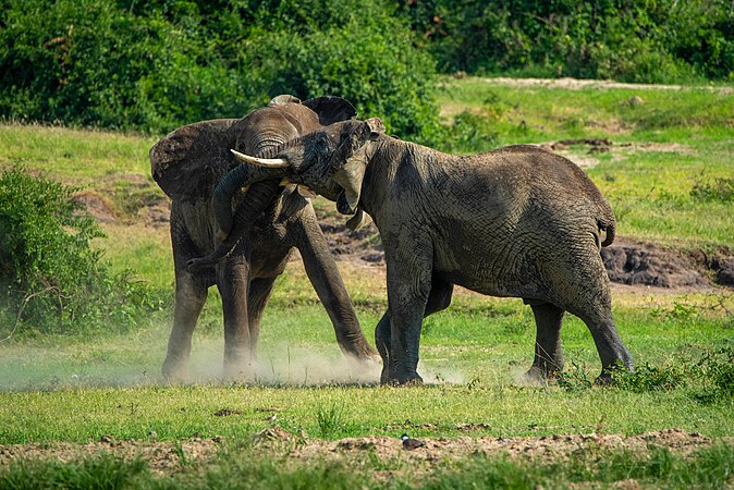 African elephants fight Photograph: Timothy Akolamazima