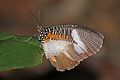 * Nomination African palmfly (Elymniopsis bammakoo bammakoo), Ghana --Charlesjsharp 11:47, 29 April 2017 (UTC) * Promotion Good quality. --Ermell 21:03, 29 April 2017 (UTC)