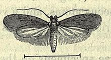 Agonopterix rotundella.JPG