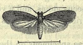 Agonopterix rotundella