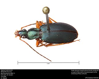 <i>Agonum extensicolle</i> Species of beetle