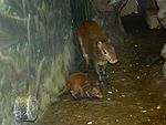 Agouti female and baby.JPG