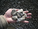 Kamień wapienny