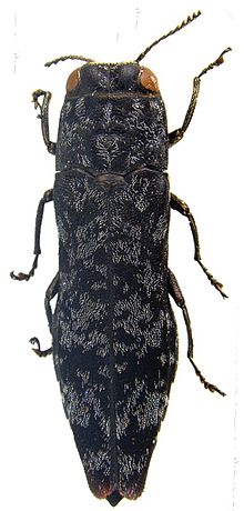 Agrilus inamoenus Agrilus inamoenus - ZooKeys-256-035-g002-21.jpeg