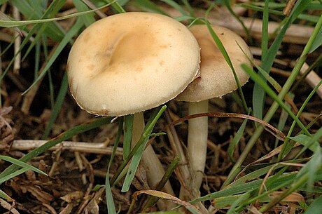 Agrocybe praecox