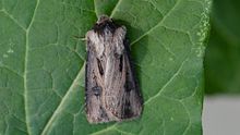 Agrotis venerabilis - Почтен дартс молец (10094458254) .jpg