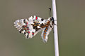 Allancastria cerisyi Eastern Festoon Orman Fistokelebeği