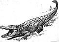 Alligator (PSF).jpg