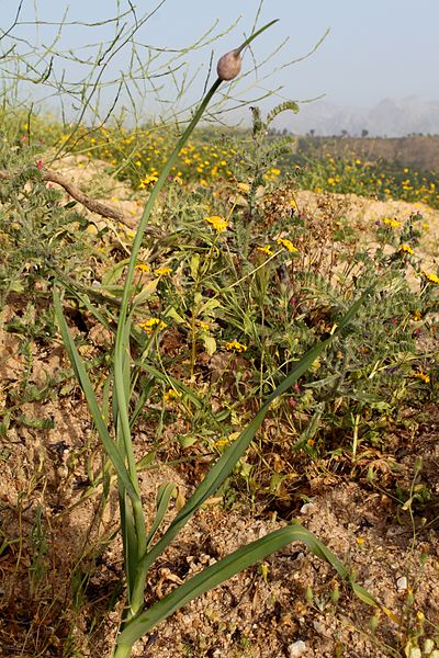 File:Allium ampeloprasum - Tarnest.jpg