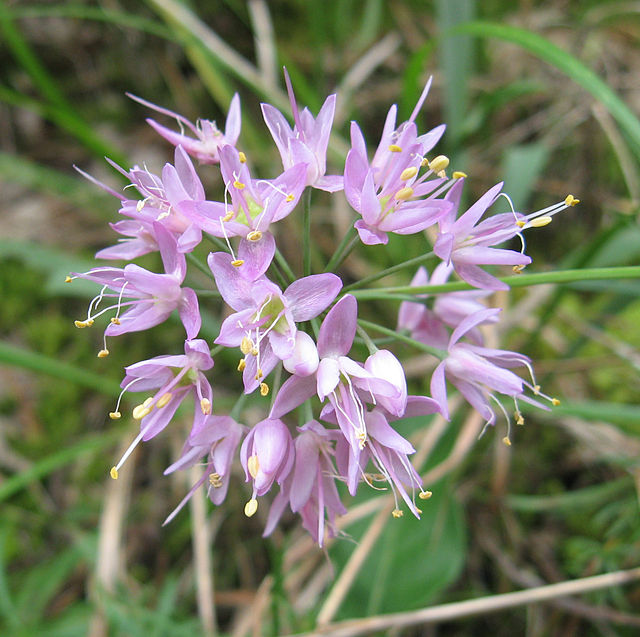 Pink Flowered Onion