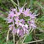 Thumbnail for Allium stellatum