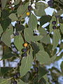 Τα φύλλα -Ώριμοι καρποί (σκούροι) και καρποί που δεν έχουν ωριμάσει ακόμα (κίτρινοι)