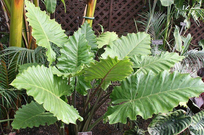 File:Alocasia Portodora 0zz.jpg