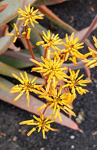 Aloe buhrii Flowers