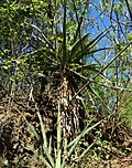 Thumbnail for Aloe volkensii