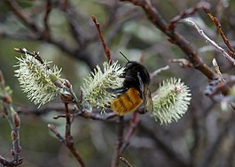 Bombus alpinus