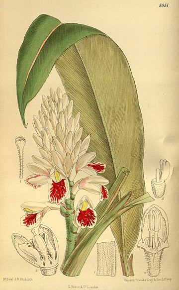 Alpinia kawakamii