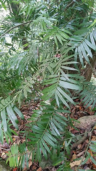<i>Amentotaxus poilanei</i> Species of conifer