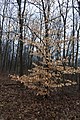 * Nomination Young American Beech during a winter rain -- Sixflashphoto 01:15, 28 January 2018 (UTC) * Promotion Good quality. --PumpkinSky 01:25, 28 January 2018 (UTC)